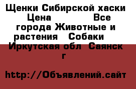 Щенки Сибирской хаски › Цена ­ 18 000 - Все города Животные и растения » Собаки   . Иркутская обл.,Саянск г.